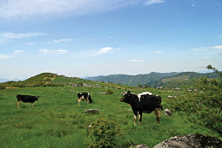 Sasaki Landscapes TP